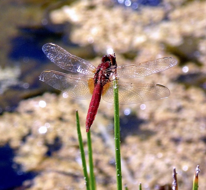 scarlet darter